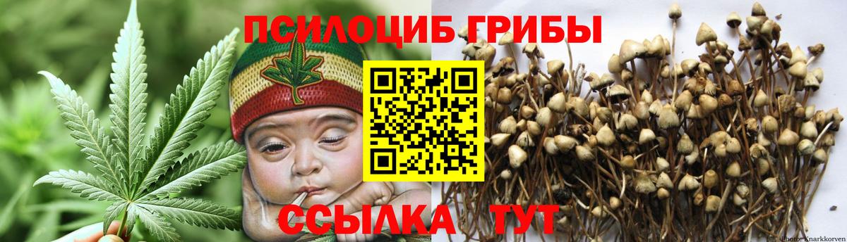 Галлюциногенные грибы Psilocybe Вологда